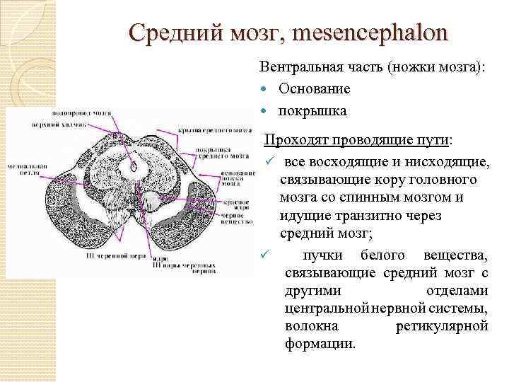 Средний мозг, mesencephalon Вентральная часть (ножки мозга): Основание покрышка Проходят проводящие пути: все восходящие