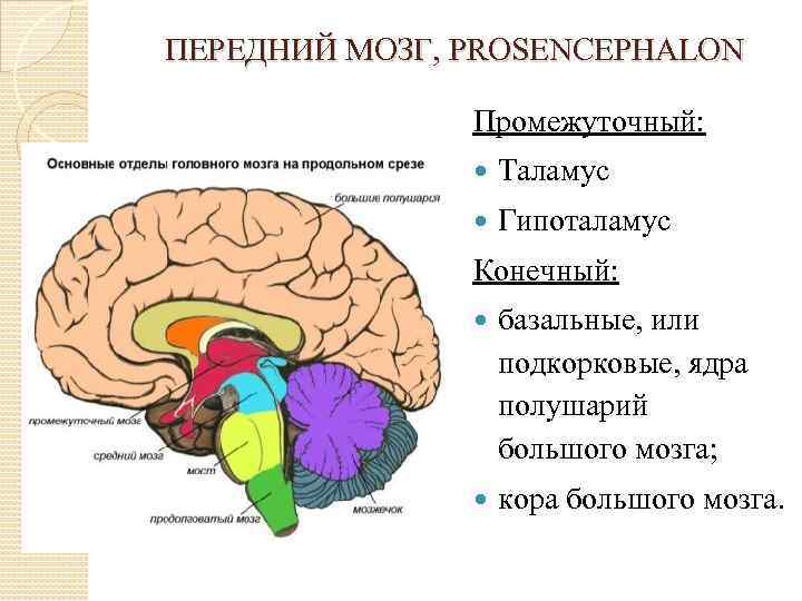 ПЕРЕДНИЙ МОЗГ, PROSENCEPHALON Промежуточный: Таламус Гипоталамус Конечный: базальные, или подкорковые, ядра полушарий большого мозга;