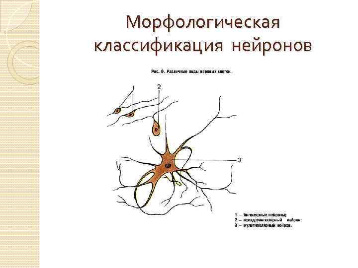 Морфологическая классификация нейронов 