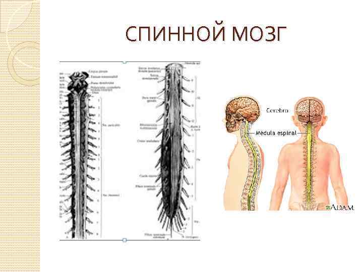 СПИННОЙ МОЗГ 