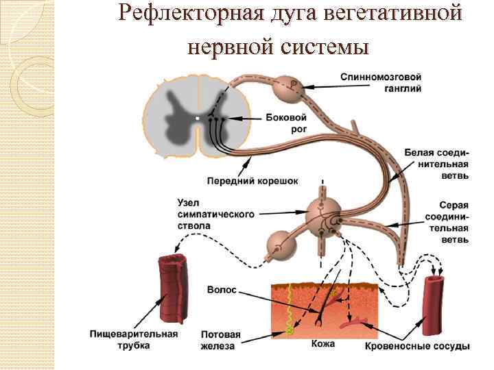 Рефлекторная дуга вегетативной нервной системы 