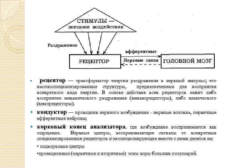  рецептор — трансформатор энергии раздражения в нервный импульс; это высокоспециализированные структуры, предназначенные для