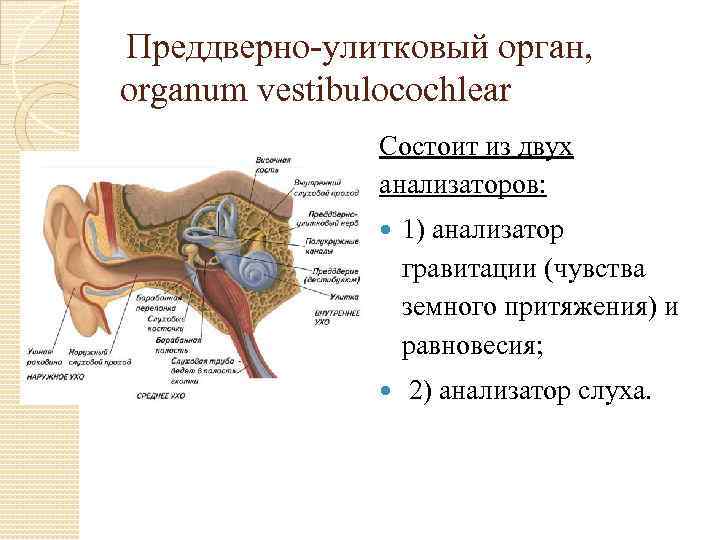 Преддверно улитковый орган, organum vestibulocochlear Состоит из двух анализаторов: 1) анализатор гравитации (чувства земного