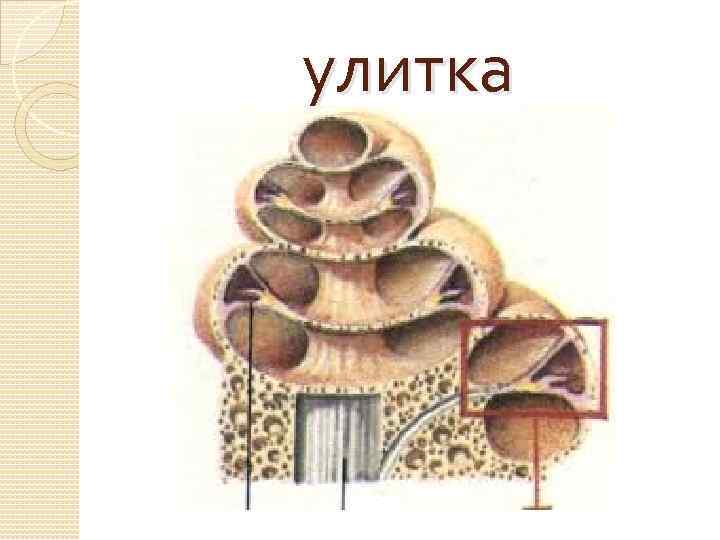 улитка 