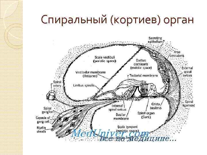 Спиральный (кортиев) орган 