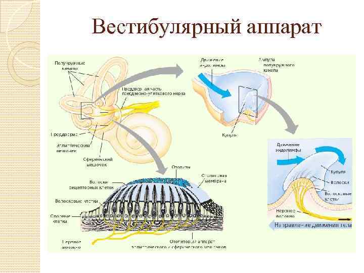 Вестибулярный аппарат 