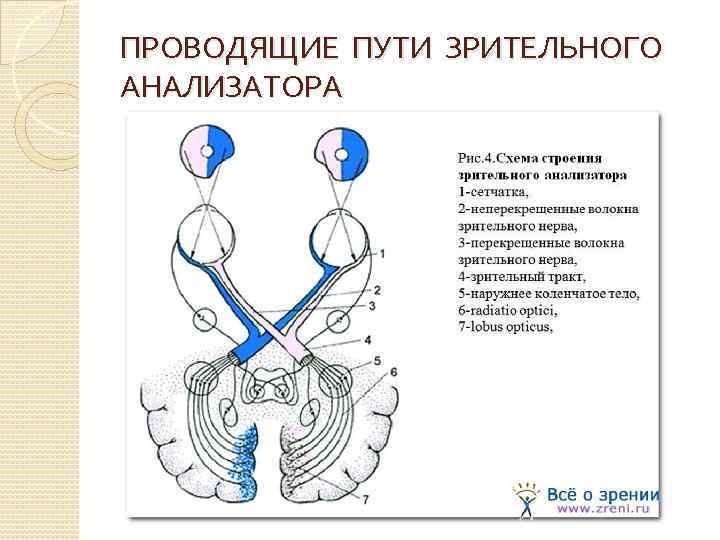 ПРОВОДЯЩИЕ ПУТИ ЗРИТЕЛЬНОГО АНАЛИЗАТОРА 