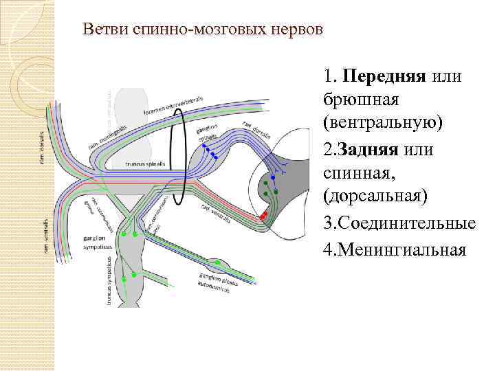 Ветви спинно мозговых нервов 1. Передняя или брюшная (вентральную) 2. Задняя или спинная, (дорсальная)