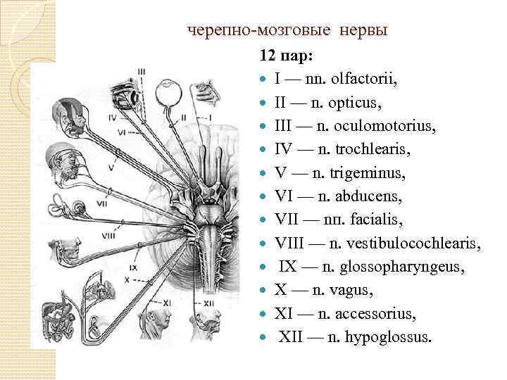 черепно мозговые нервы 12 пар: I — nn. olfactorii, II — n. opticus, III