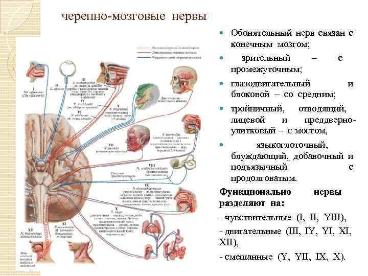 черепно мозговые нервы Обонятельный нерв связан с конечным мозгом; зрительный – с промежуточным; глазодвигательный