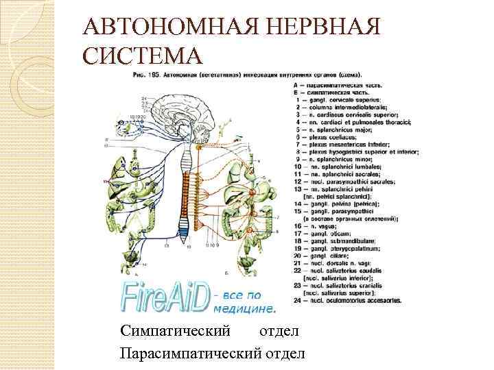 АВТОНОМНАЯ НЕРВНАЯ СИСТЕМА Симпатический отдел Парасимпатический отдел 