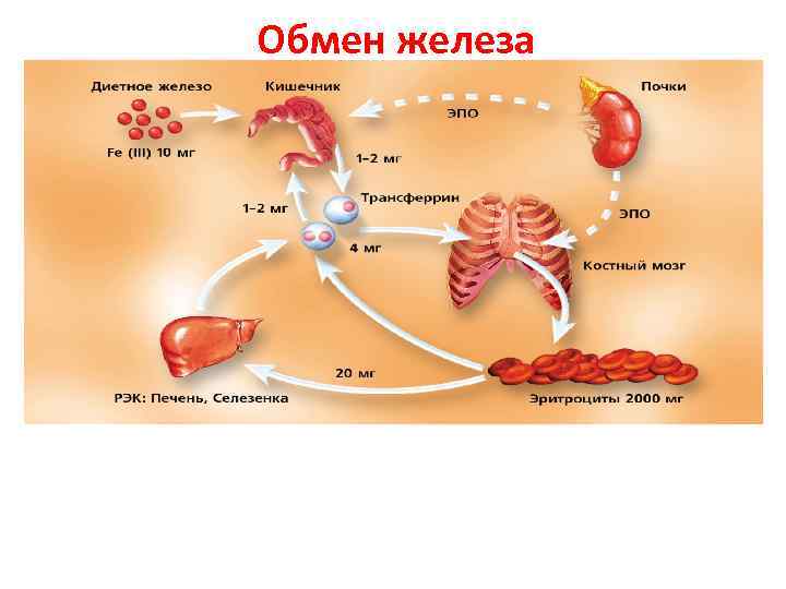 Обмен железа. Метаболизм железа в организме ребенка. Патогенез железа в организме. Судьба железа в организме биохимия. Обмен железа в крови.