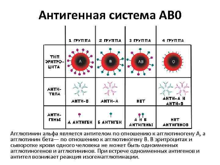 Группа крови альфа. Антигены АВО. Резус фактор антигены и антитела. Антитела и антигены системы резус. Группы крови системы ab0. Rh-фактор..
