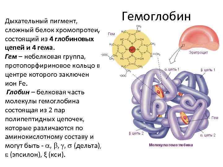 Сложный белок