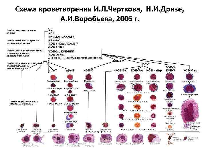 Схема кроветворения И. Л. Черткова, Н. И. Дризе, А. И. Воробьева, 2006 г. 