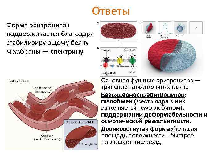 Форма эритроцитов