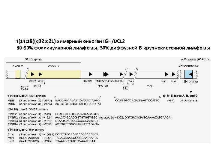 t(14; 18)(q 32; q 21) химерный онкоген IGH/BCL 2 80 -90% фолликулярной лимфомы, 30%