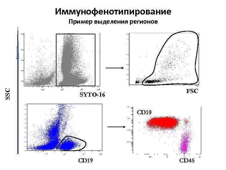 Иммунофенотипирование Пример выделения регионов CD 10 SSC CD 20 FSC SYTO-16 CD 10 CD