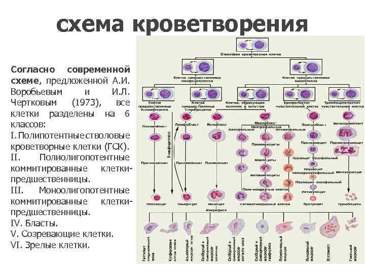 схема кроветворения Согласно современной схеме, предложенной А. И. Воробьевым и И. Л. Чертковым (1973),