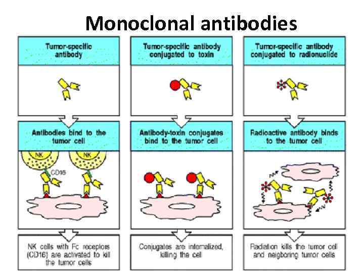 Monoclonal antibodies 