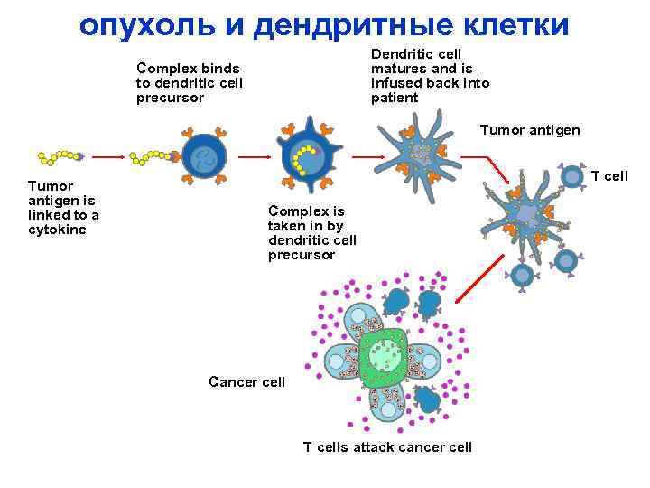 опухоль и дендритные клетки Dendritic cell matures and is infused back into patient Complex