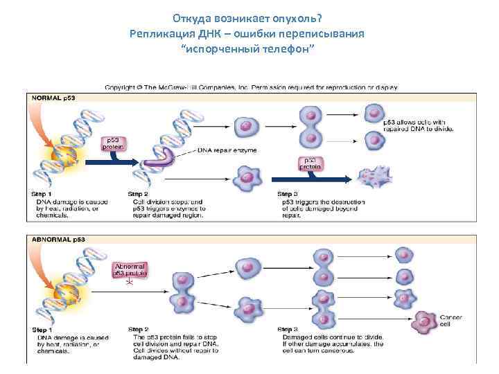 Откуда возникает опухоль? Репликация ДНК – ошибки переписывания “испорченный телефон” 