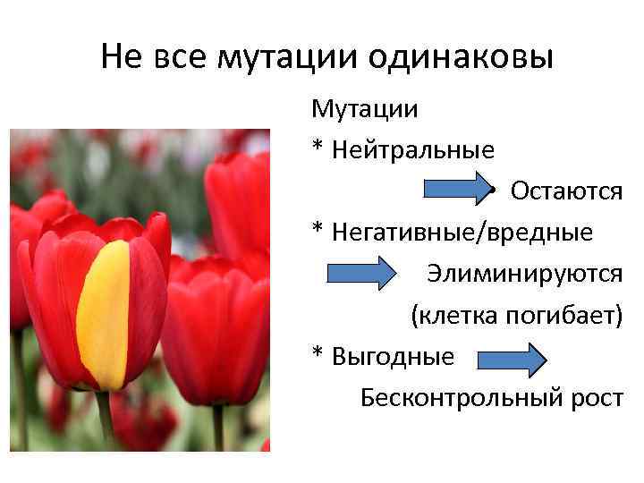 Не все мутации одинаковы Мутации * Нейтральные • Остаются * Негативные/вредные Элиминируются (клетка погибает)