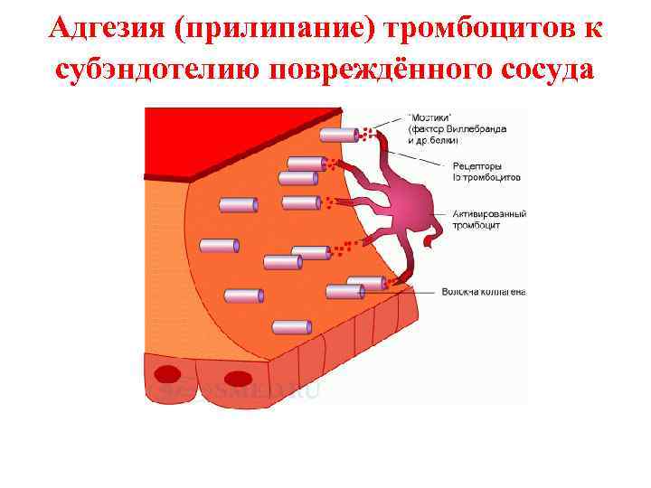 Адгезия (прилипание) тромбоцитов к субэндотелию повреждённого сосуда 