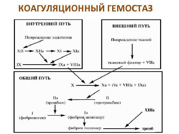 Схема плазменного гемостаза