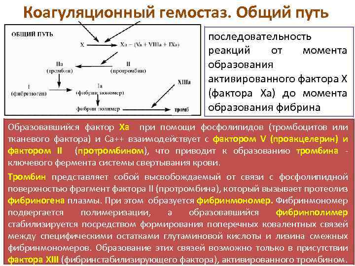 Схема коагуляционного гемостаза