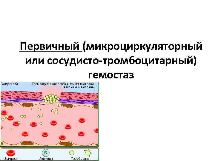 Первичный (микроциркуляторный или сосудисто-тромбоцитарный) гемостаз 