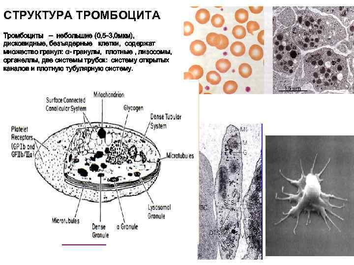СТРУКТУРА ТРОМБОЦИТА Тромбоциты – небольшие (0, 5 -3, 0 мкм), дисковидные, безъядерные клетки, содержат