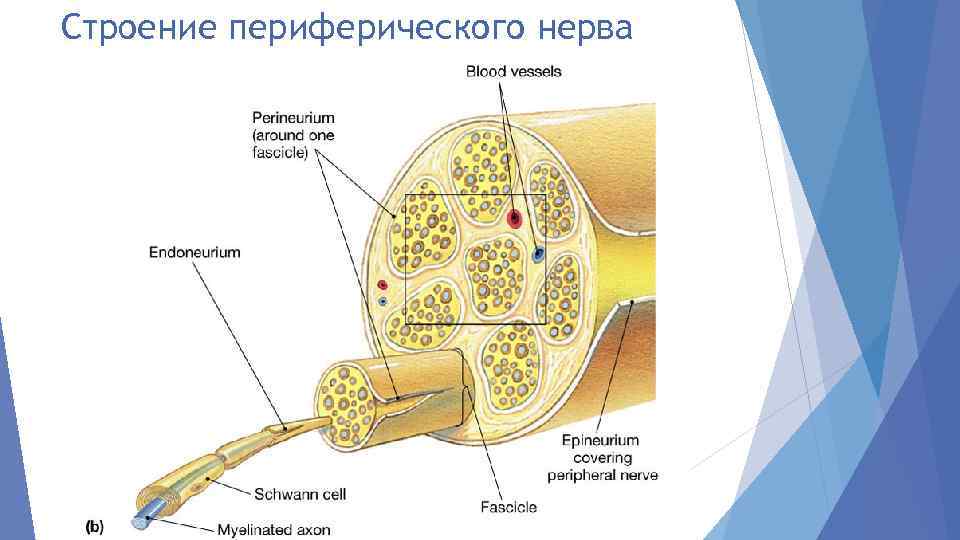 Строение периферического нерва 