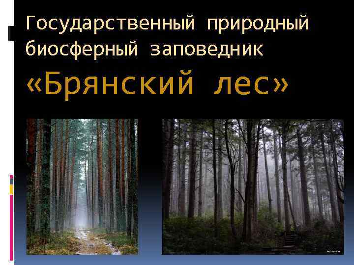 Государственный природный биосферный заповедник «Брянский лес» 