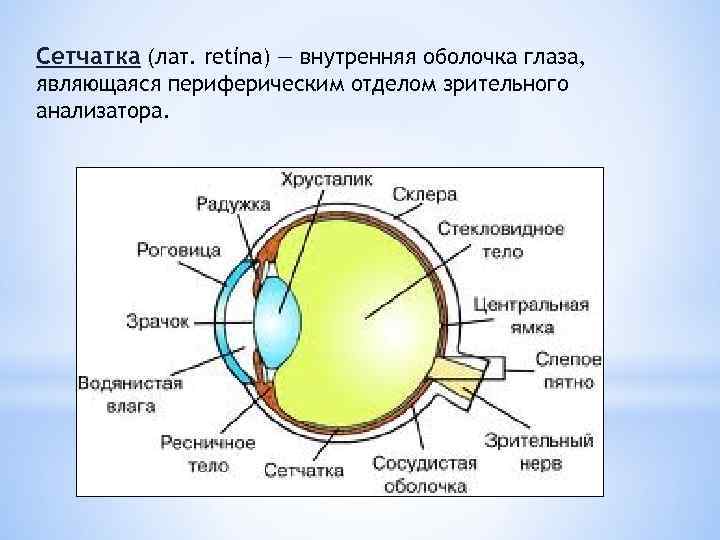 Сетчатка (лат. retína) — внутренняя оболочка глаза, являющаяся периферическим отделом зрительного анализатора. 