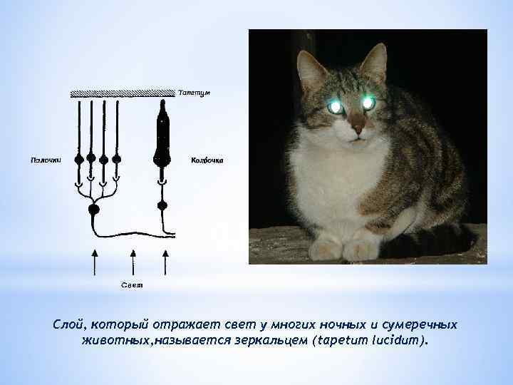 Слой, который отражает свет у многих ночных и сумеречных животных, называется зеркальцем (tapetum lucidum).