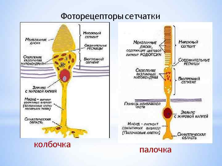 Палочки рецепторы света. Строение глаза колбочки и палочки. Фоторецепторные клетки строение. Строение фоторецепторов сетчатки глаза. Фоторецепторы палочки и колбочки строение функции.