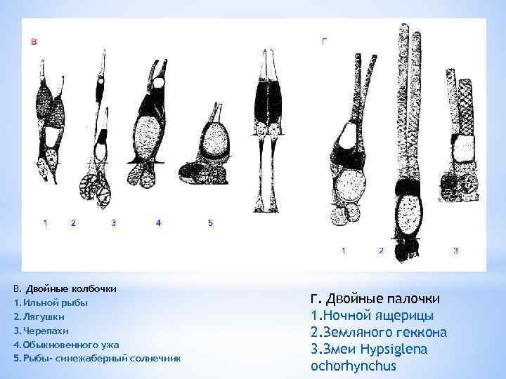 В. Двойные колбочки 1. Ильной рыбы 2. Лягушки 3. Черепахи 4. Обыкновенного ужа 5.