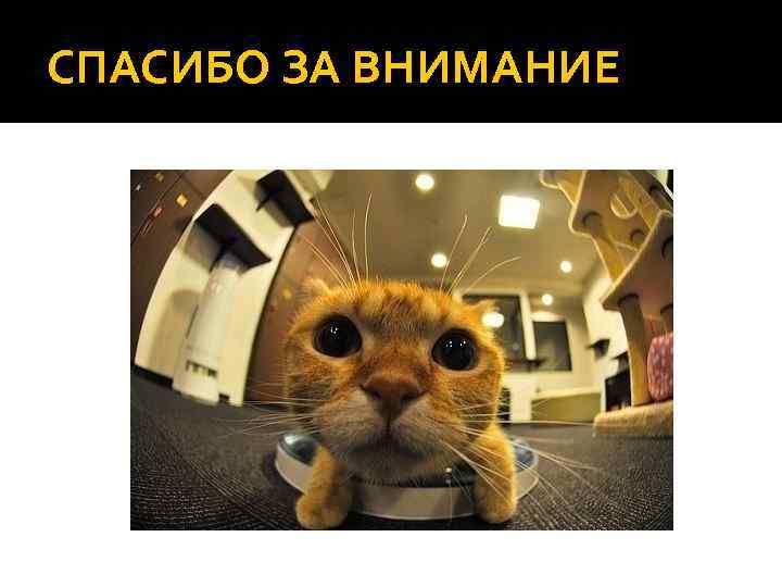 СПАСИБО ЗА ВНИМАНИЕ 