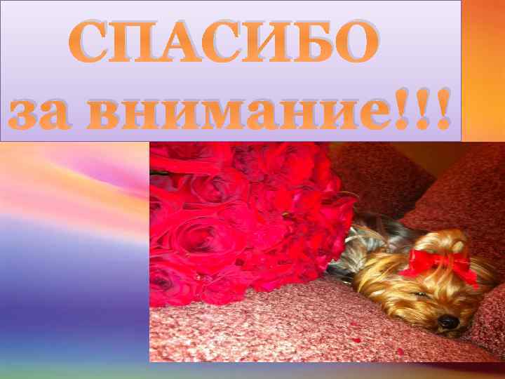 СПАСИБО за внимание!!! 