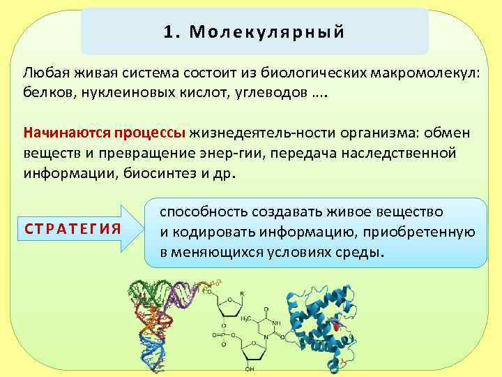 Процессы молекул. Состоит из биологических макромолекул. Молекулярный - любая Живая система нуклеиновых кислот белков. Живая система состоит. Уровни организации макромолекул белка.