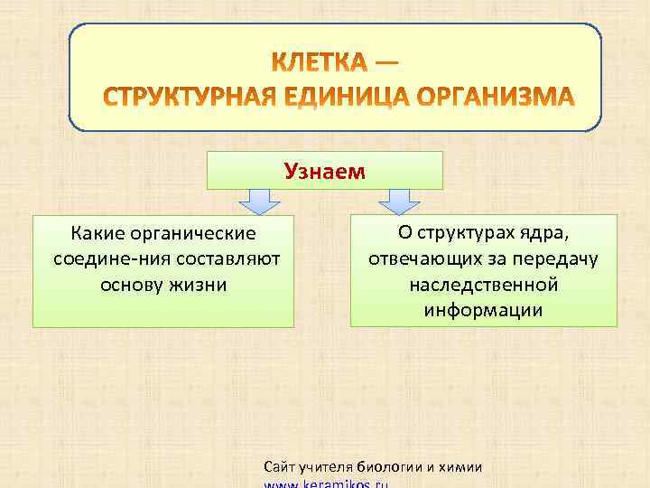 Узнаем Какие органические соедине ния составляют основу жизни О структурах ядра, отвечающих за передачу