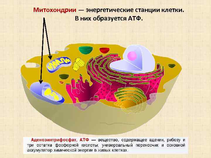 Митохондрии — энергетические станции клетки. В них образуется АТФ. 