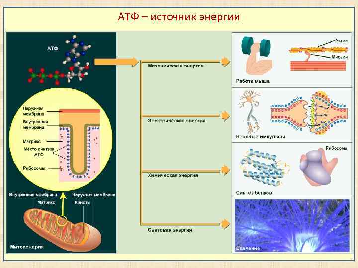 АТФ – источник энергии 