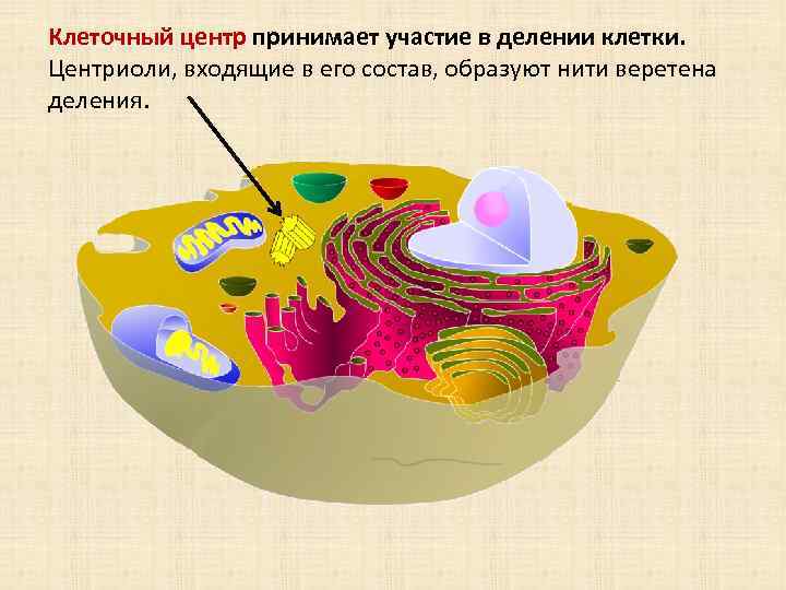 Клеточный центр принимает участие в делении клетки. Центриоли, входящие в его состав, образуют нити