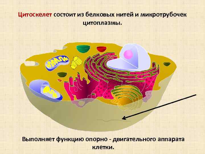 Цитоскелет состоит из белковых нитей и микротрубочек цитоплазмы. Выполняет функцию опорно двигательного аппарата клетки.