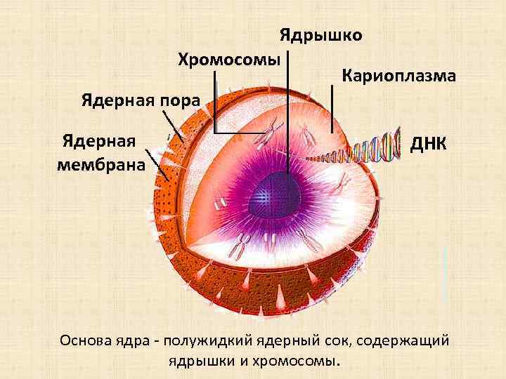 Ядрышко Хромосомы Кариоплазма Ядерная пора Ядерная мембрана ДНК Основа ядра полужидкий ядерный сок, содержащий