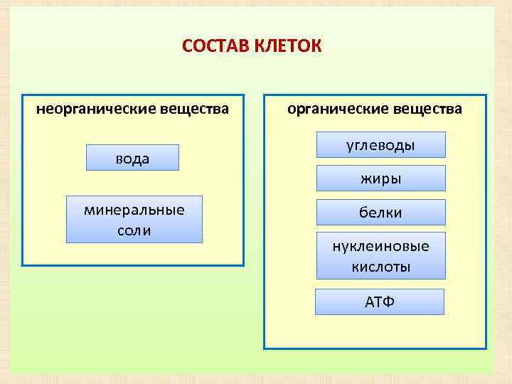 Состав клетки схема