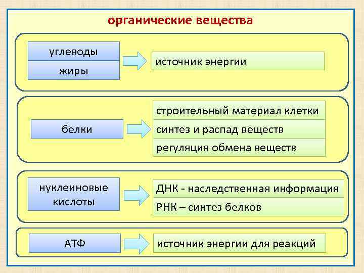 органические вещества углеводы жиры источник энергии строительный материал клетки белки синтез и распад веществ