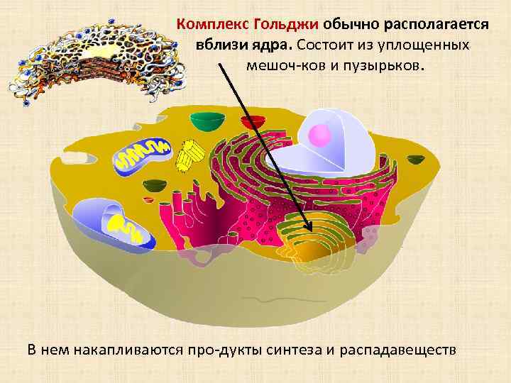 Комплекс Гольджи обычно располагается вблизи ядра. Состоит из уплощенных мешоч ков и пузырьков. В